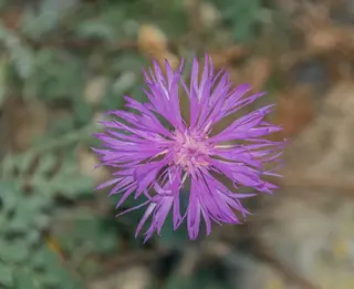 Bellina Pink Cornflower (Psephellus simplicicaulis) — mature form