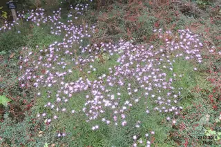 Bellina Pink Cornflower (Psephellus simplicicaulis) — foliage