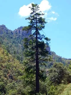 Douglas-fir — Rocky Mountain Douglas fir