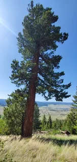 Douglas-fir — Rocky Mountain Douglas fir (Pseudotsuga menziesii var. glauca) — mature form