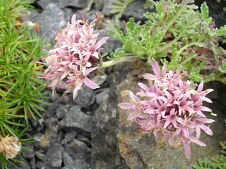 Moroccan pincushion flower