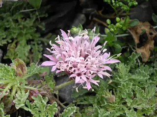 Moroccan pincushion flower (Pterocephalus depressus) — mature form
