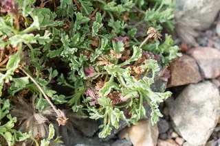 Moroccan pincushion flower (Pterocephalus depressus) — foliage