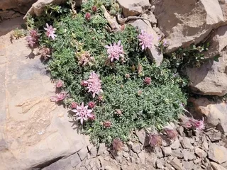 Moroccan pincushion flower (Pterocephalus depressus) — bloom