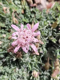 Moroccan pincushion flower (Pterocephalus depressus) — fall color