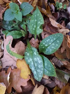 Lungwort / Bethlehem sage