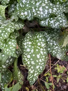 Lungwort / Bethlehem sage (Pulmonaria saccharata) — mature form