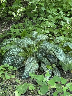 Lungwort / Bethlehem sage (Pulmonaria saccharata) — foliage