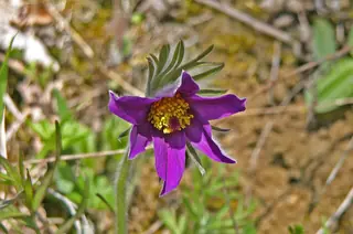 European Pasque Flower