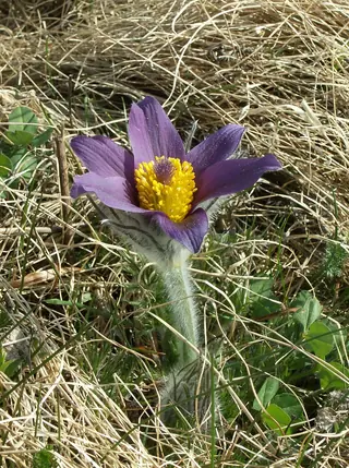 European Pasque Flower (Pulsatilla vulgaris) — mature form