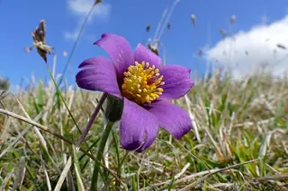 European Pasque Flower (Pulsatilla vulgaris) — foliage