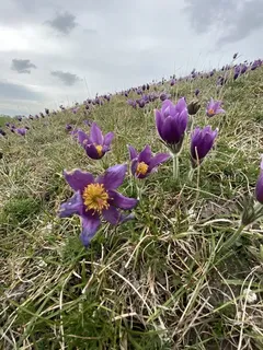 European Pasque Flower (Pulsatilla vulgaris) — bloom