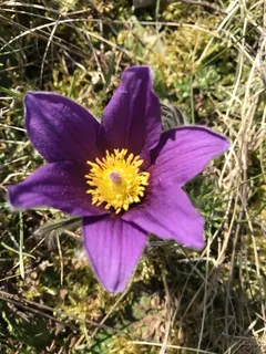 European Pasque Flower (Pulsatilla vulgaris) — fall color