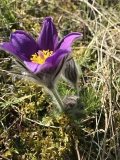 European Pasque Flower (Pulsatilla vulgaris) — habit