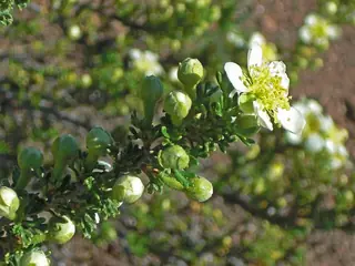 Cliffrose