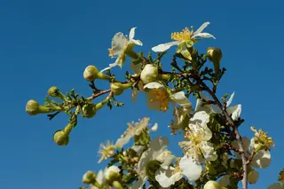 Cliffrose (Purshia mexicana) — mature form