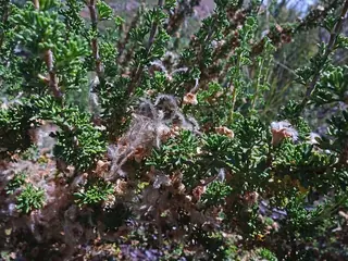 Cliffrose (Purshia mexicana) — foliage