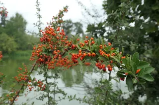 Scarlet firethorn