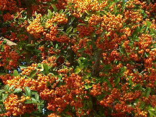 Scarlet firethorn (Pyracantha coccinea), habit