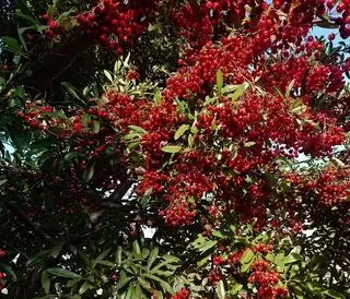Scarlet firethorn