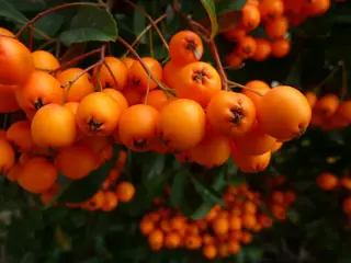 Scarlet firethorn (Pyracantha coccinea), fall color