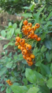 Scarlet firethorn (Pyracantha coccinea) — mature form
