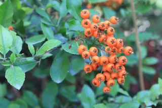 Scarlet firethorn (Pyracantha coccinea) — foliage