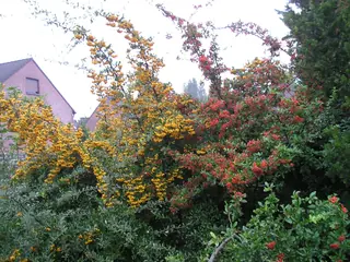 Scarlet firethorn (Pyracantha coccinea), foliage