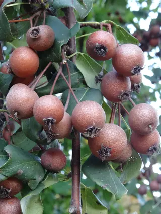 Bartlett Pear (Pyrus), habit