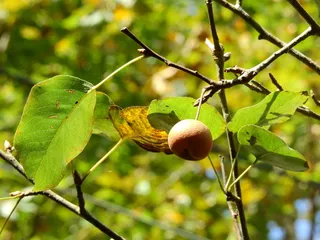 Pear — Pear – 'Bartlett', 'Early Gold', 'Golden Spice', 'Luscious', 'Parker', 'Summercrisp' (Pyrus) — foliage