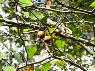 Pear — Pear – 'Bartlett', 'Early Gold', 'Golden Spice', 'Luscious', 'Parker', 'Summercrisp' (Pyrus) — bloom
