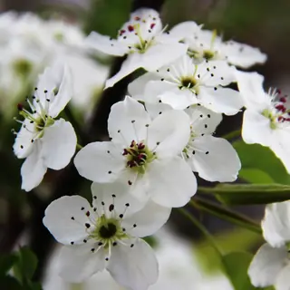 Pear — Callery – 'Aristocrat', CHANTICLEER® (aka 'Cleveland Select'), 'Autumn Blaze', 'Redspire'