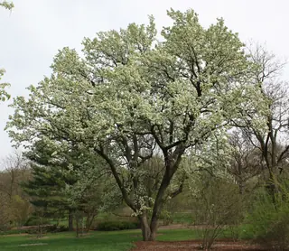 Callery - 'Bradford'