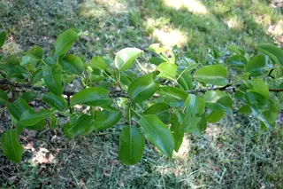 Ussurian: Prairie Gem Pear (Pyrus ussuriensis), foliage