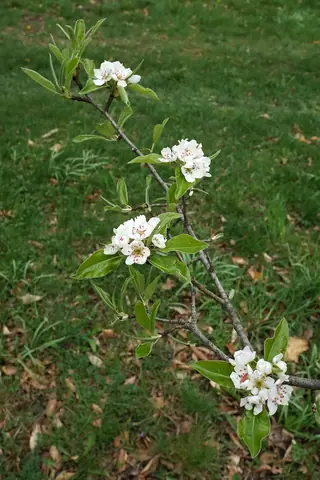 Ussurian: Prairie Gem Pear (Pyrus ussuriensis), mature form