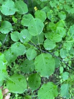 Pear — Ussurian – 'Prairie Gem', 'Mt. Frost' (Pyrus ussuriensis) — foliage