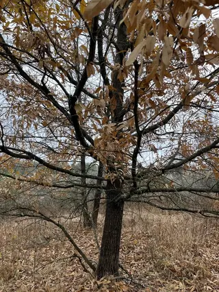 Oak — Sawtooth (Quercus acutissima) — mature form