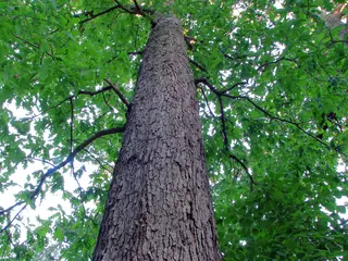 White Oak (Quercus alba), foliage