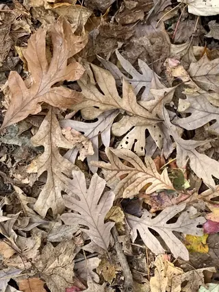 Oak — White (Quercus alba) — mature form