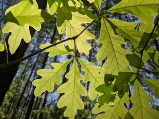 Oak — White (Quercus alba) — foliage