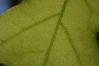Oak — White (Quercus alba) — bloom