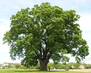 Oak, White