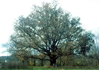White Oak (Quercus alba), mature form