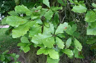 Oak — Swamp White