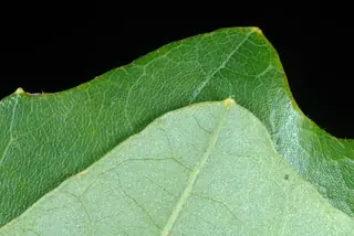 Oak — Swamp White (Quercus bicolor) — mature form