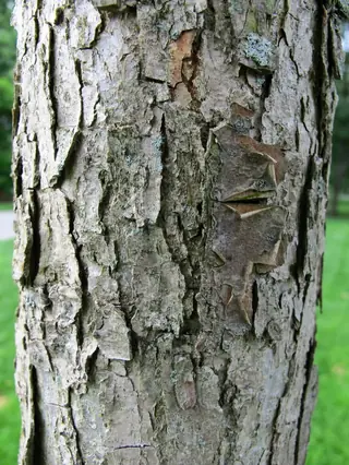 Oak — Swamp White (Quercus bicolor) — foliage
