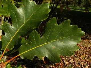 Oak — Swamp White (Quercus bicolor) — bloom