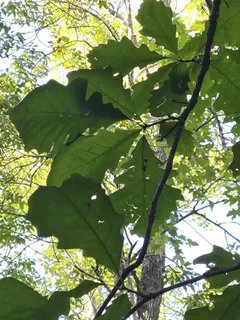 Oak — Swamp White (Quercus bicolor) — fall color