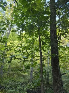 Oak — Swamp White (Quercus bicolor) — habit