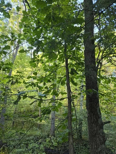 Swamp White Oak